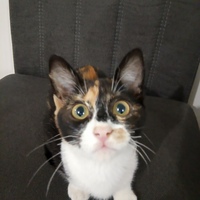Julianny