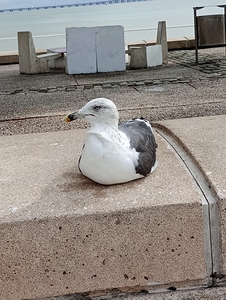Roommate Carlos buscando habitación en Bucaramanga