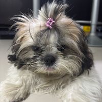 Paula