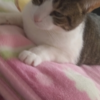 hector