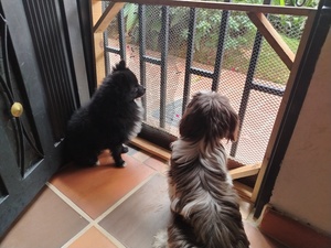 Roommate Carolina  buscando habitación en Bello