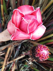 Roommate Gloria  buscando habitación en Barranquilla
