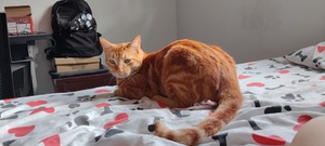 Roommate Angélica  buscando habitación en Bogotá