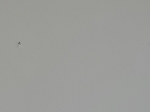 Roommate Katherine buscando habitación en Manizales