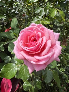 Roommate CAROLINA buscando habitación en Medellín