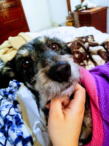 Roommate Karol buscando habitación en Bogotá