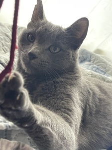 Roommate Eva  buscando habitación en Pasto