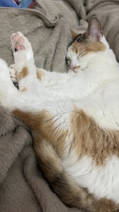 Roommate Melody buscando habitación en 