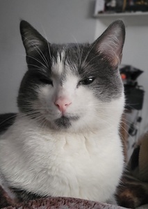 Roommate Raúl  buscando habitación en Vereda Pueblo Viejo