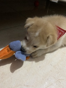 Roommate Carol buscando habitación en Bogotá