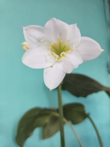 Roommate Carolina buscando habitación en 