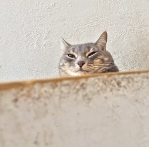 Roommate Cris buscando habitación en La Ceja