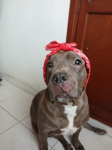 Roommate Gladys buscando habitación en Cúcuta