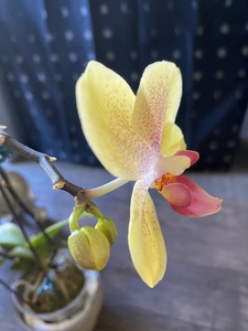 Roommate Neyla  buscando habitación en Bucaramanga