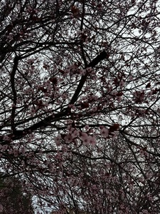 Roommate Emy buscando habitación en Bucaramanga