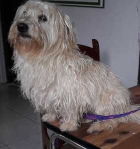 Roommate Diego  buscando habitación en Bello