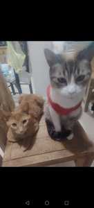 Roommate Josue buscando habitación en Bosconia