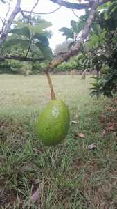 Roommate Javier buscando habitación en Itagüí