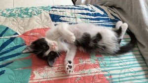 Roommate Manuel buscando habitación en Floridablanca