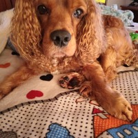 Adolfo
