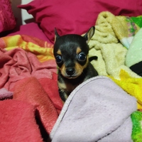 Angie