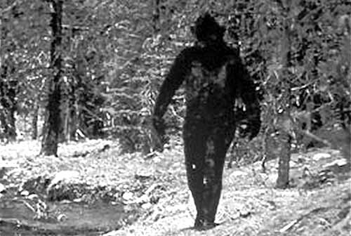 Photograph of a Bigfoot