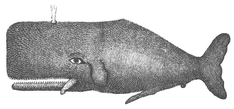 Wood engraving of a sperm whale
