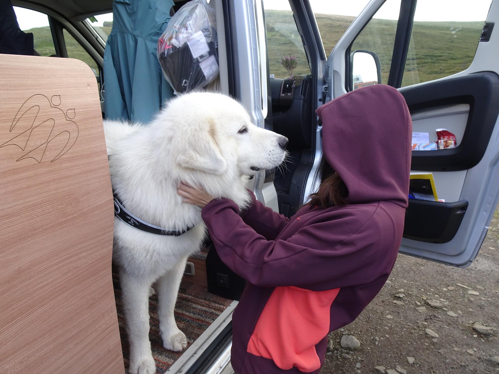 White floof in Scotland