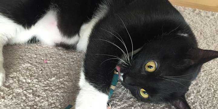 Desmond loves catnip