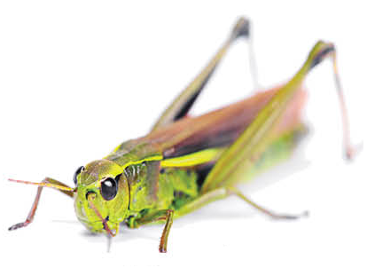 grasshopper