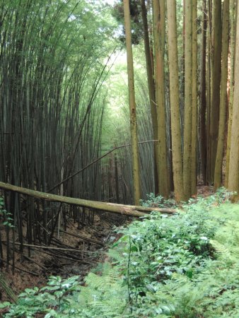 Showa Pond