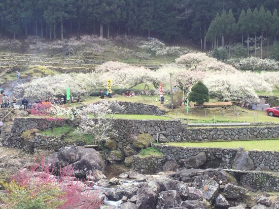 Kaore Plum Garden