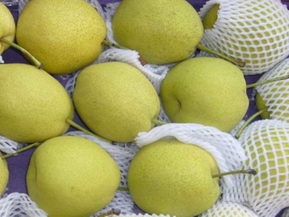 Jin Pu Pear Farm