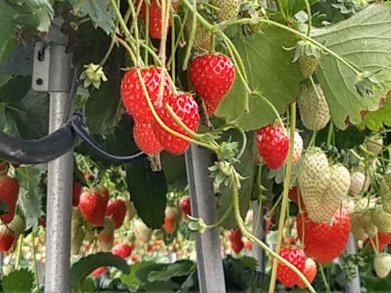 Hino Strawberry Farm