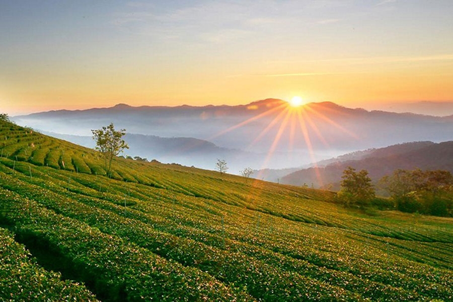 Cau Dat Tea Hill