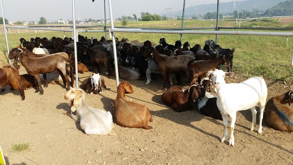Kurucesme Ciftligi