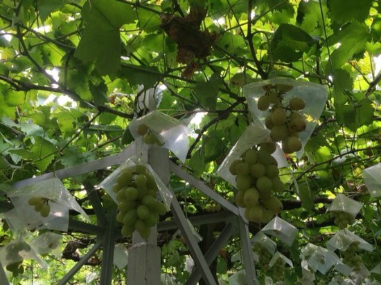 Budo no Hayakawa Orchards