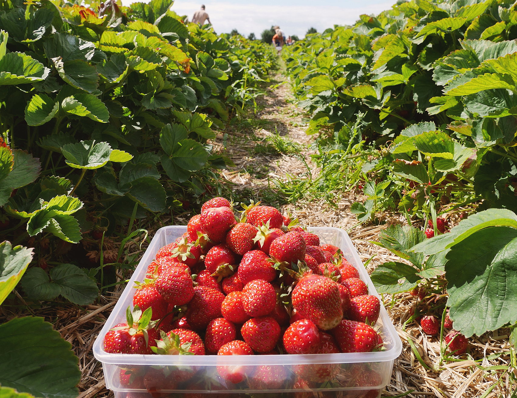 Yonemoto Strawberry Farm