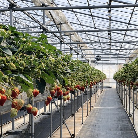 Kinta Farm Berryne