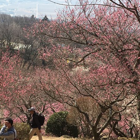 Mt. Tsukuba Ume Blossom Matsuri