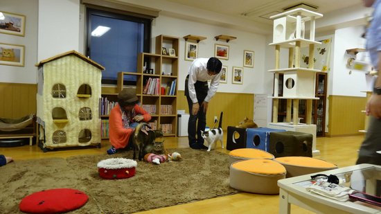 Cat Cafe Neko Kaigi