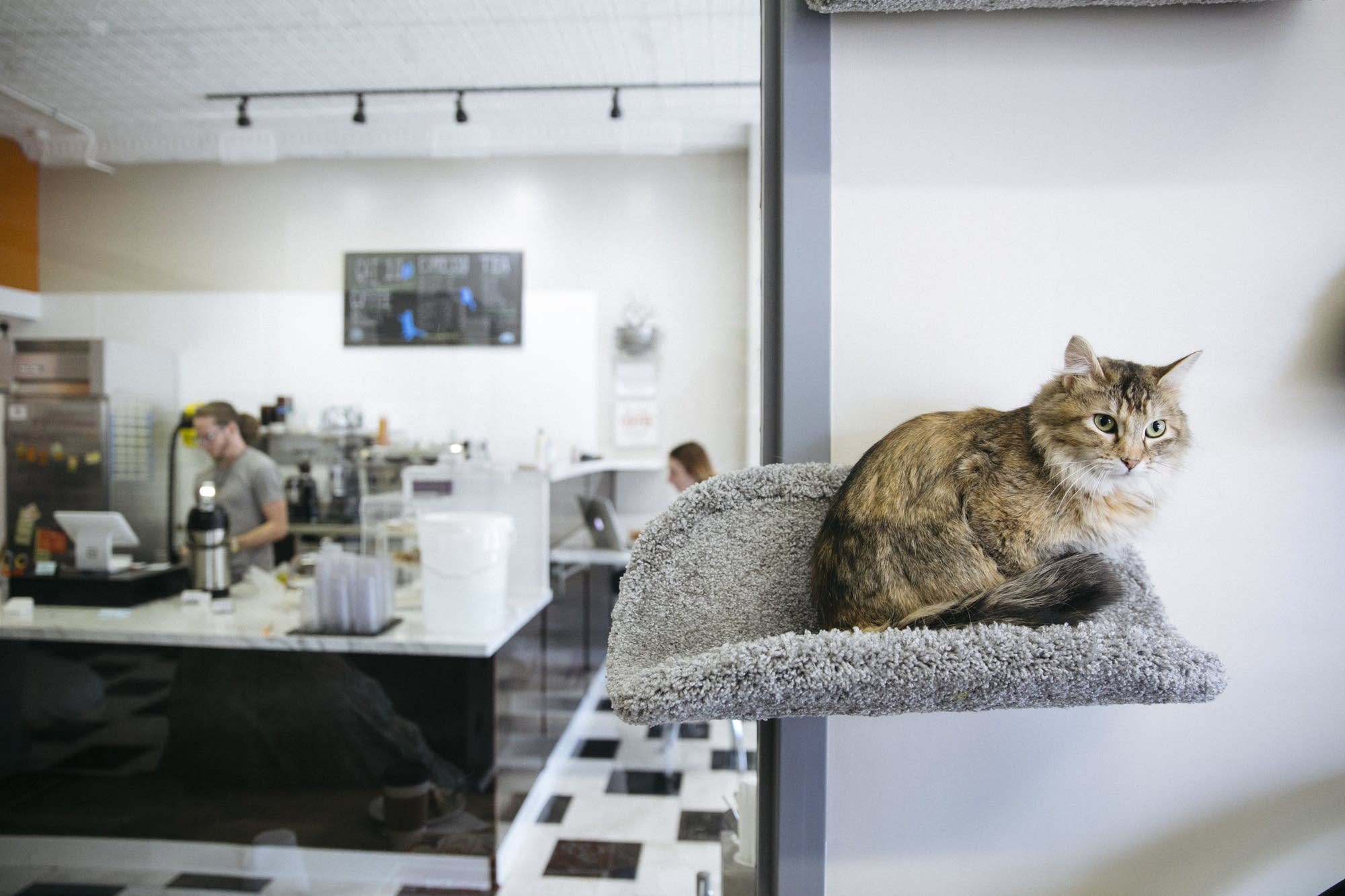 Cat Cafe Meow