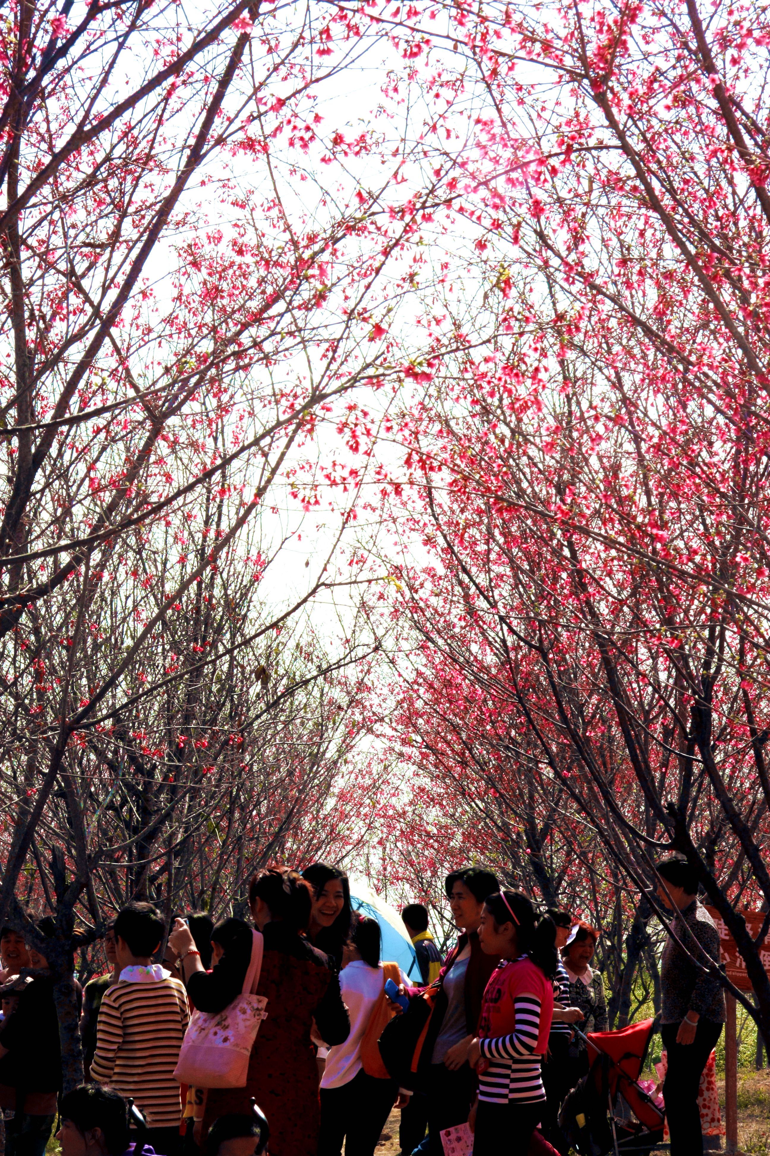 Tianshi Cherry Park