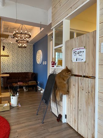Cat Cafe Monta