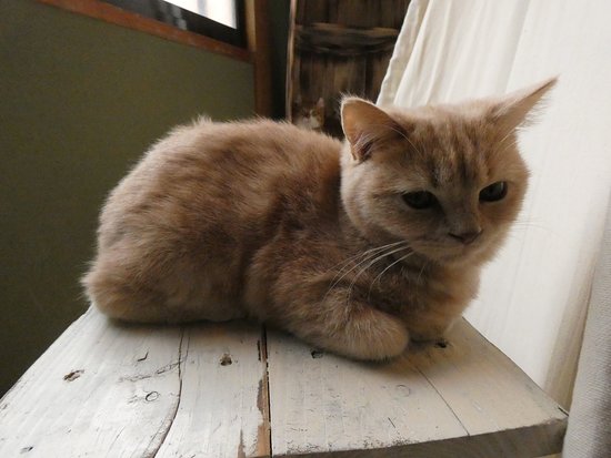 Cat Cafe Gurugurudo Nakazakicho
