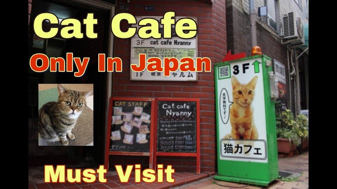 Cat Cafe Nyanny