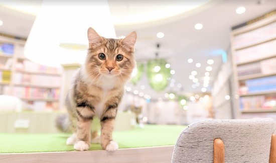 Cat Cafe Mocha, Arche Omiya