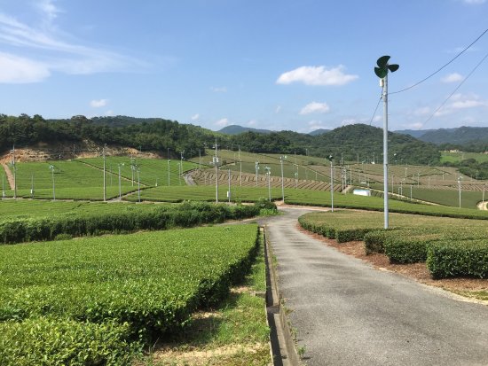 Onocha
