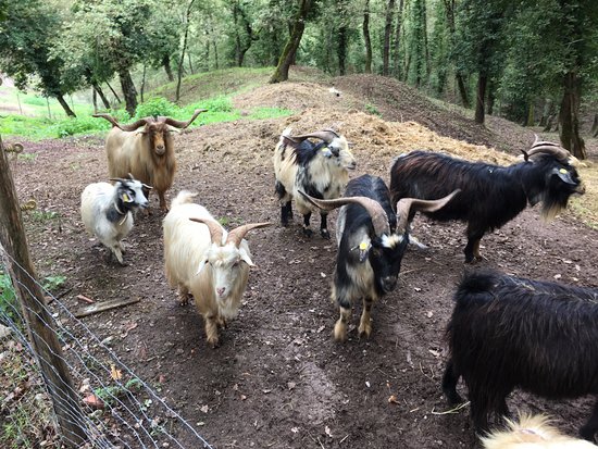 Chianti Cashmere Goat Farm