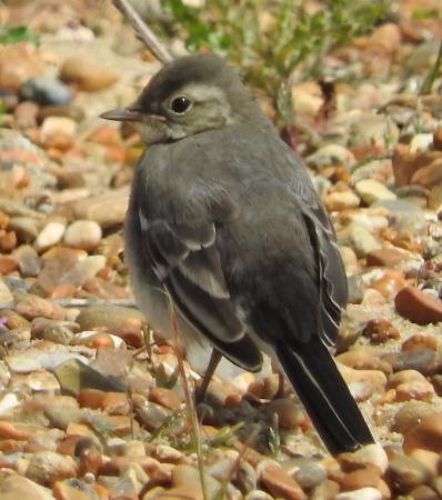 Landguard Bird Observatory